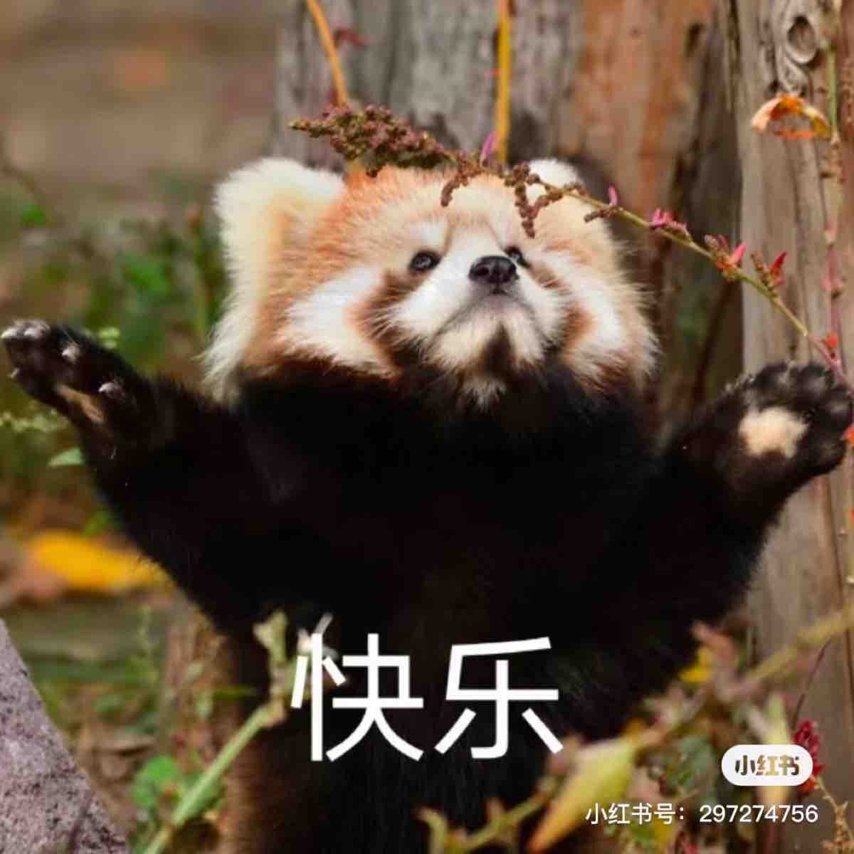 评价晒图